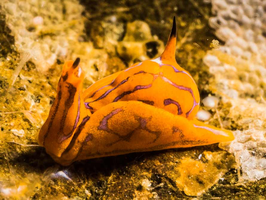 Siphopteron tigrinum